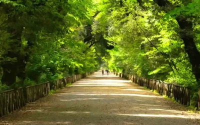 Il Real Bosco di Capodimonte